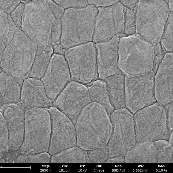 Human Skin