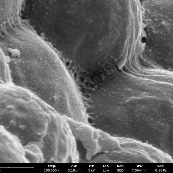 Probiotic Powder